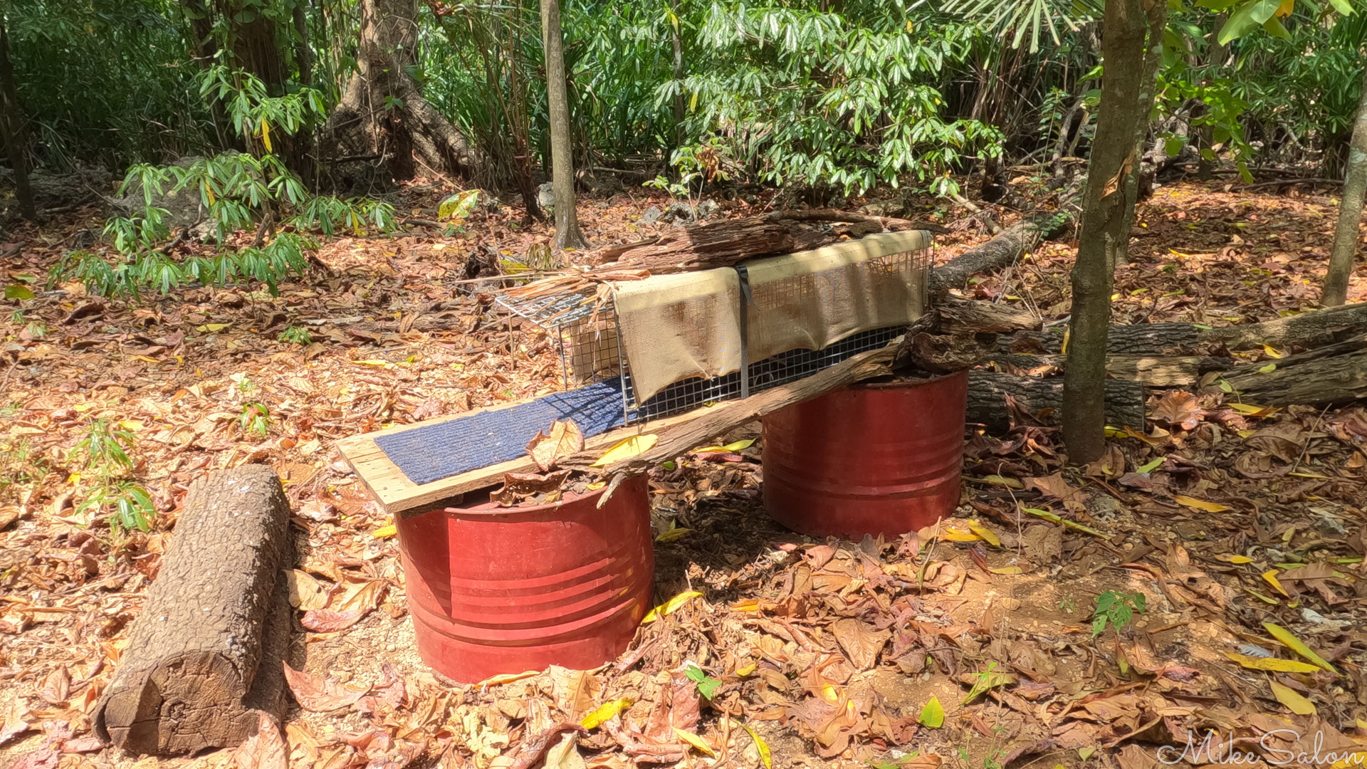 Feral cat trap, elevated to be out of reach of Robber Crabs. [1304]
