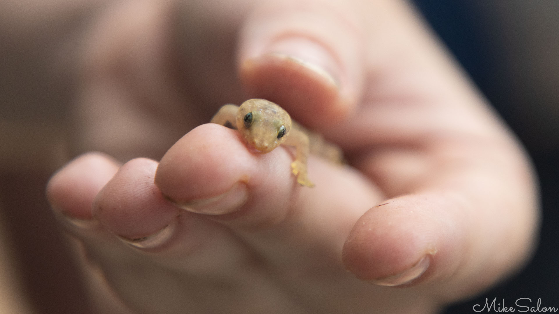 Tiny skink in a keeper's hand. [0194]