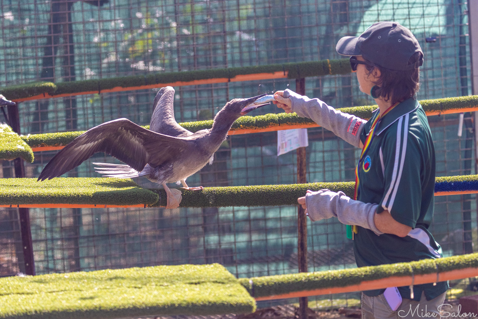 Booby being fed at the Bird Rescue Centre. [0125]