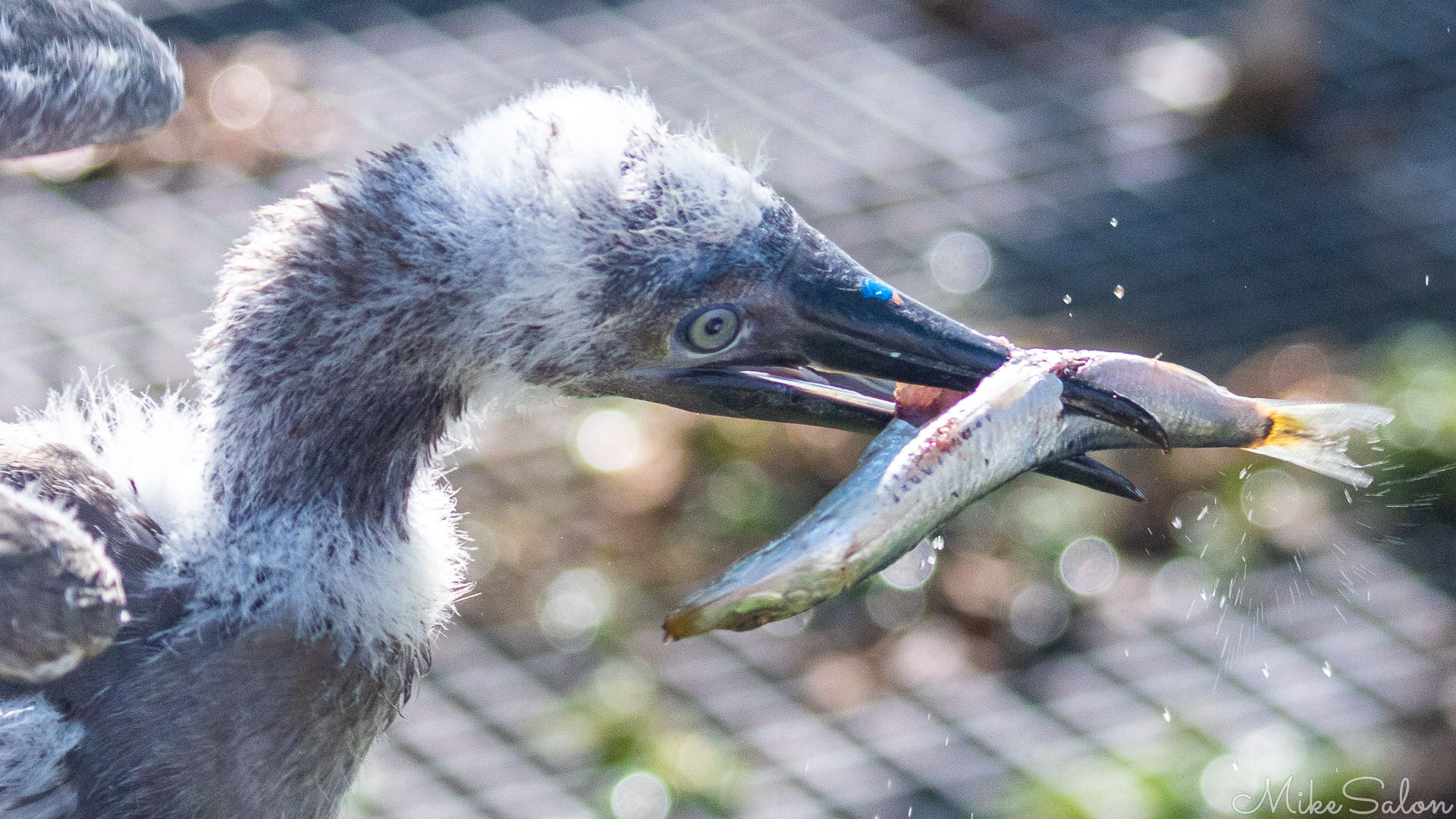 Bird feeding at the Rescue Centre. [0120]