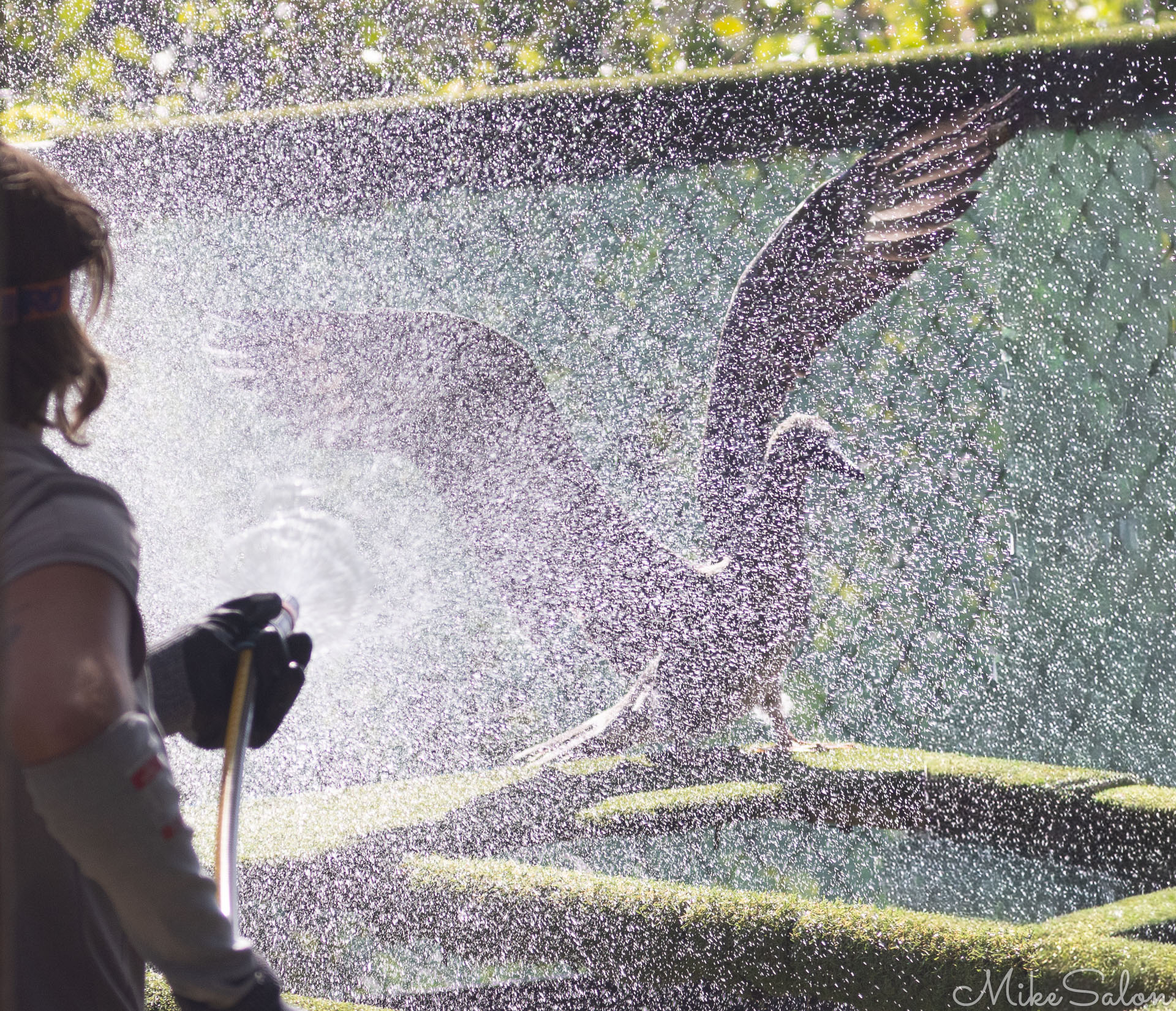 Bird flapping its wings while being hosed down at the Rescue Centre. [0139]
