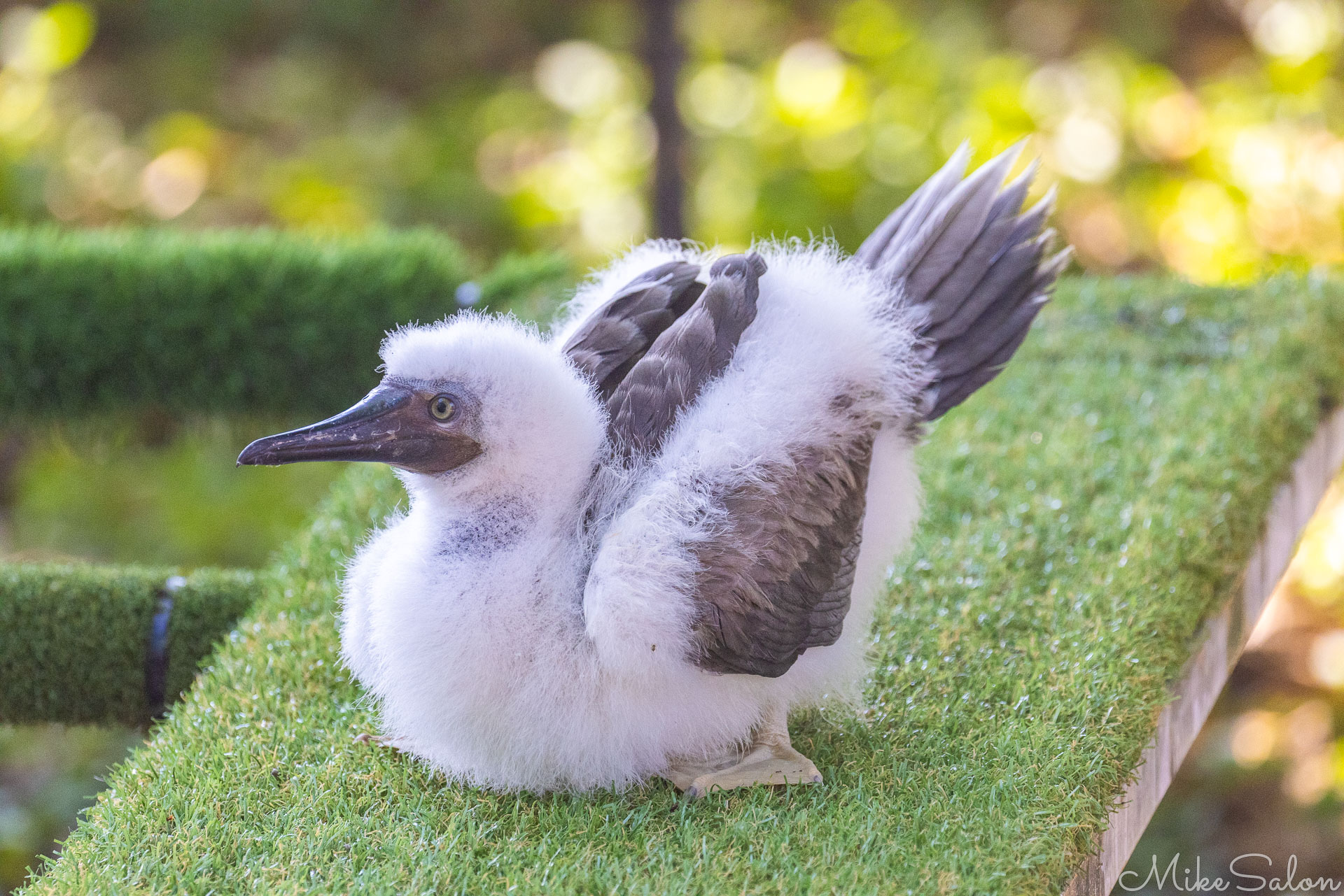 Cute and fluffy Brown Booby chick at the Rescue Centre. [0129]