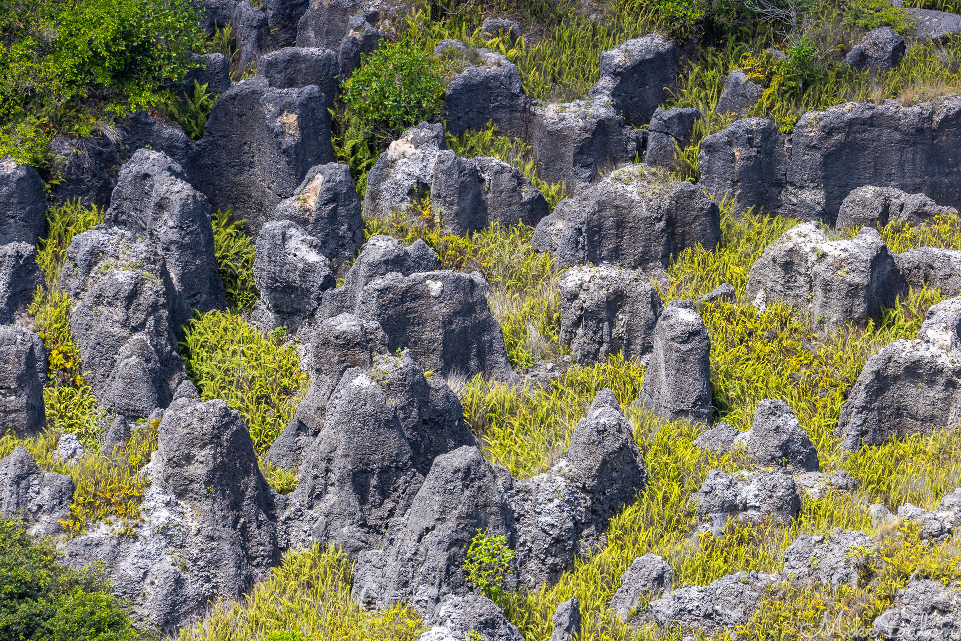 Limestone pinnacles where guano has been removed. [9793]