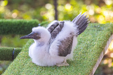 Cute and fluffy is this juvenile Brown Booby at the CI National Park bird feedery. [0129]