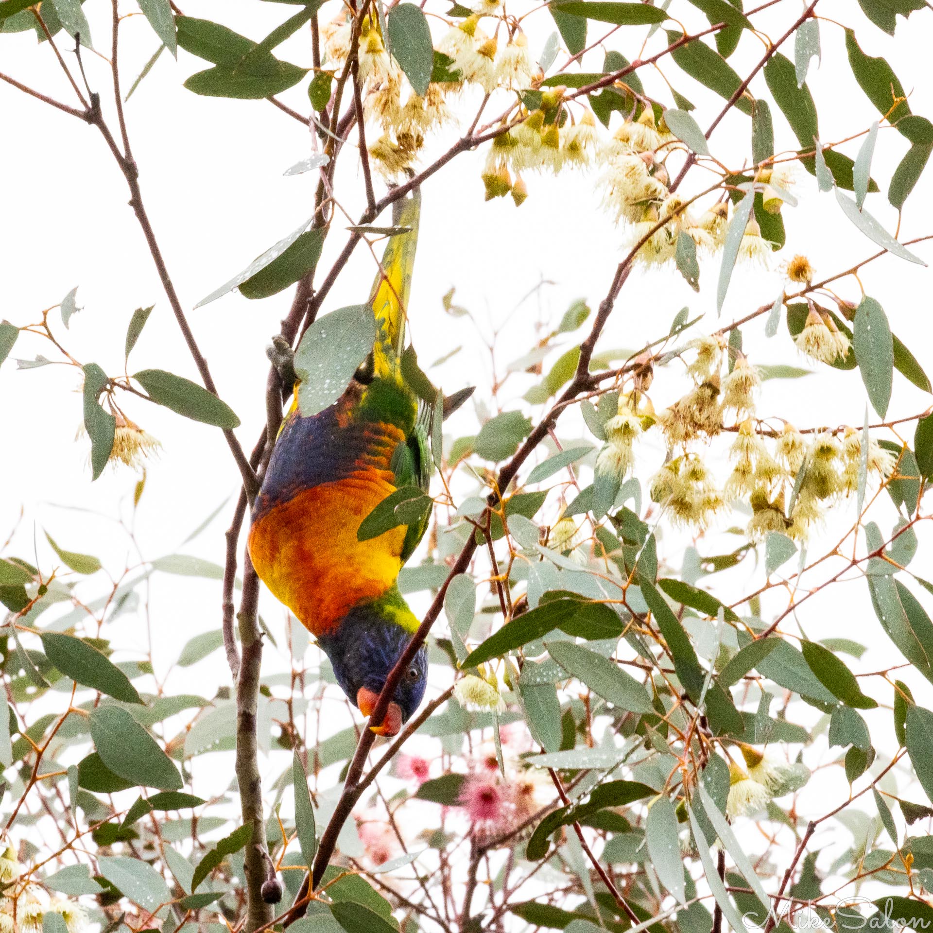 Just a very common Rainbow Lorikeet, but these colourful birds are always a delight for the eyes. [5124]