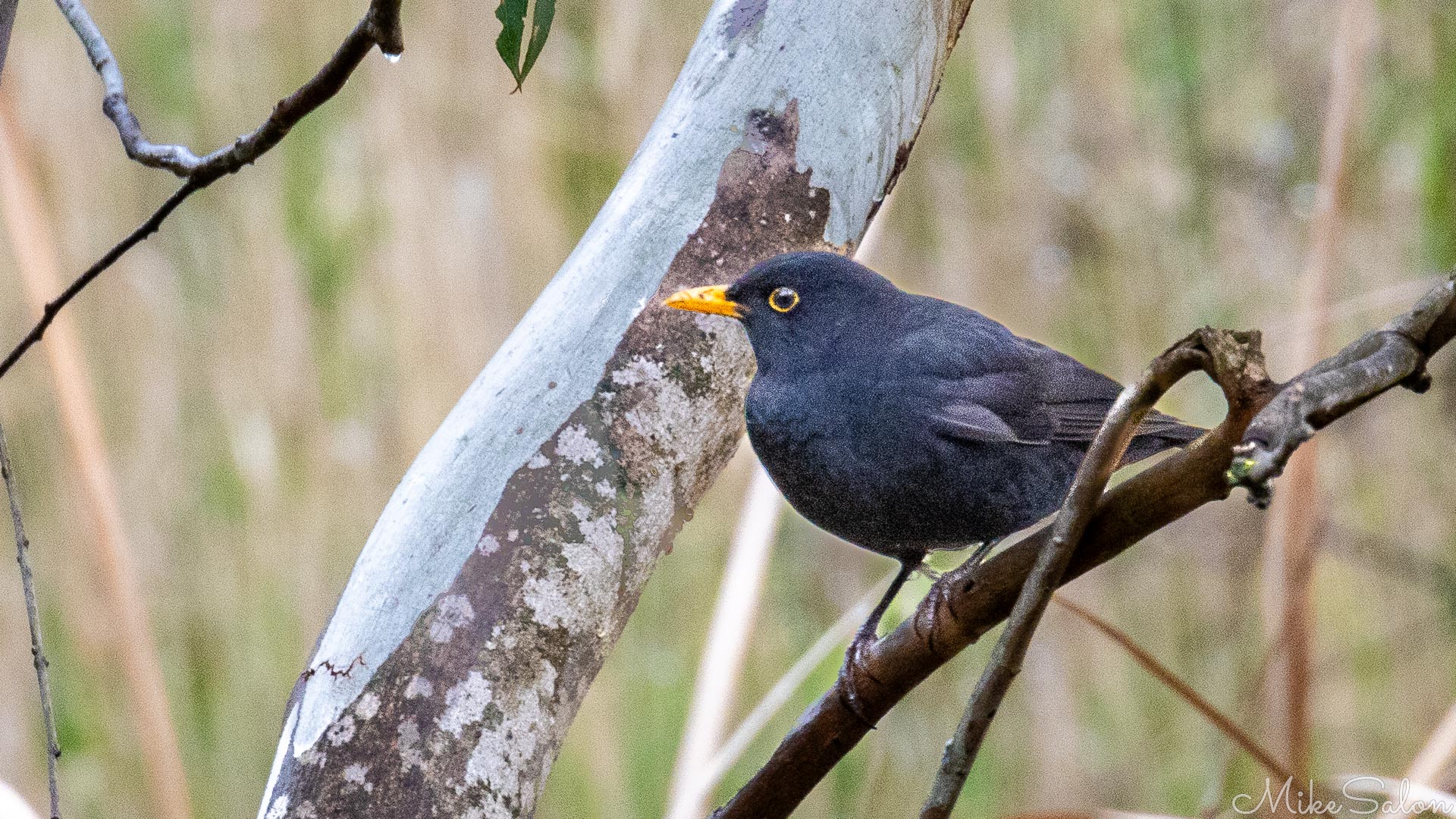 Found along the Cootamundra Bird Walk, this Eurasian Blackbird, or Common Blackbird, a male I think, is an introduced species to Australia, probably just another pest. [5117]