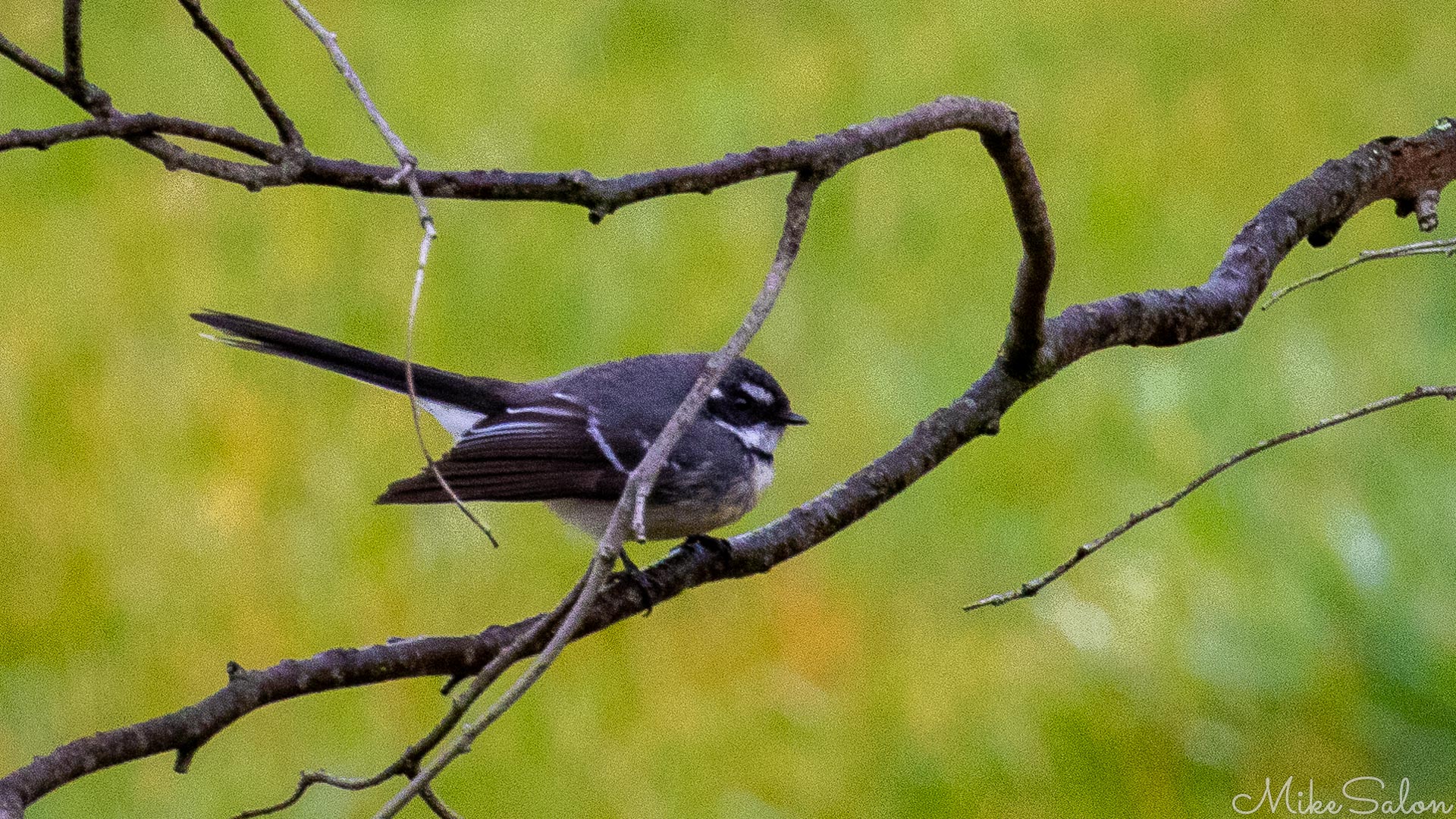 This is a Gray Fantail found in the Cootamundra Bird Walk. This species is common in Australia and nearby islands. It flitted around rapidly, very hard to photograph, and I don`t recall seeing these birds in the city. [5118]