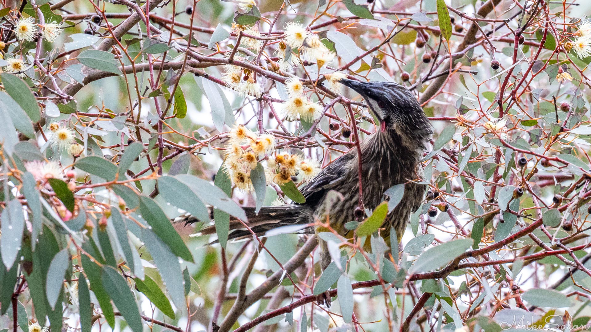 Merlin could not identify this fellow along the Cootamundra Bird Walk, but he was sure enjoying the gum blossoms. [5142]