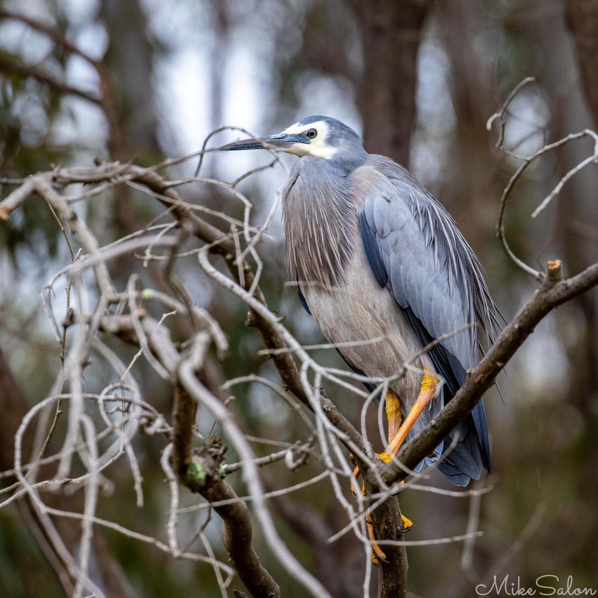 Pale blue-grey with white features and yellow legs is the White Faced Heron, common in Australia except in arid areas, here seen along Muttama Creek in Cootamundra. [5164]