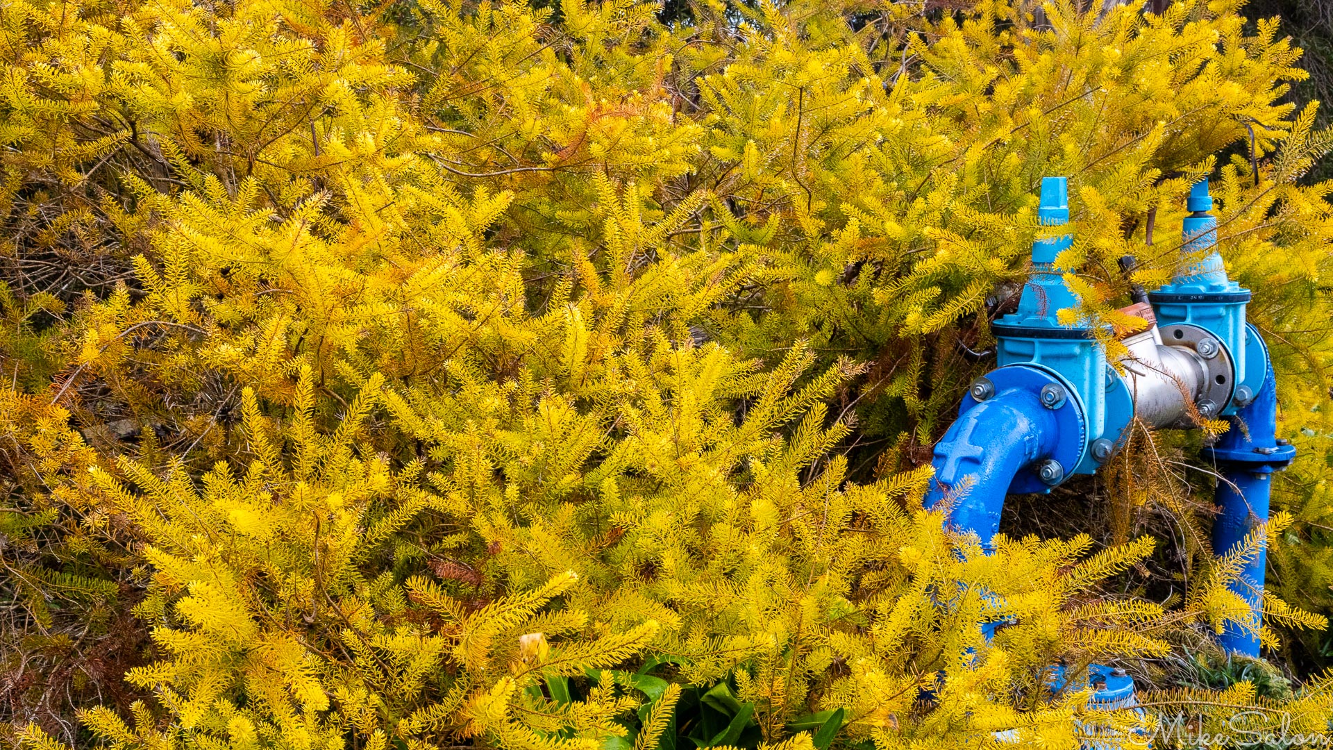 Possibly a Dougkas Fir, griowing around a bright blue water fitting. [5110]