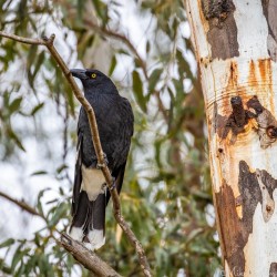 This omnivore Pied Currawang has white tail-feathers thus ruling him out as a crow or raven. They range throughout eastern Australia from the tropics to south-eastern South Australia. In pre-European times they were residents of wet and dry forests only. European development has favoured them, despite the clearing of their natural forests, and they have adapted well to agricultural and urban environments. [5165]