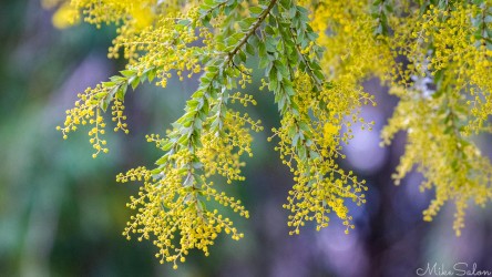 The Hairy Wattle only occurs naturally in a few localities on the western slopes and southern tablelands NSW, and this looks to be an example of it, exactly in the right place! [5120]