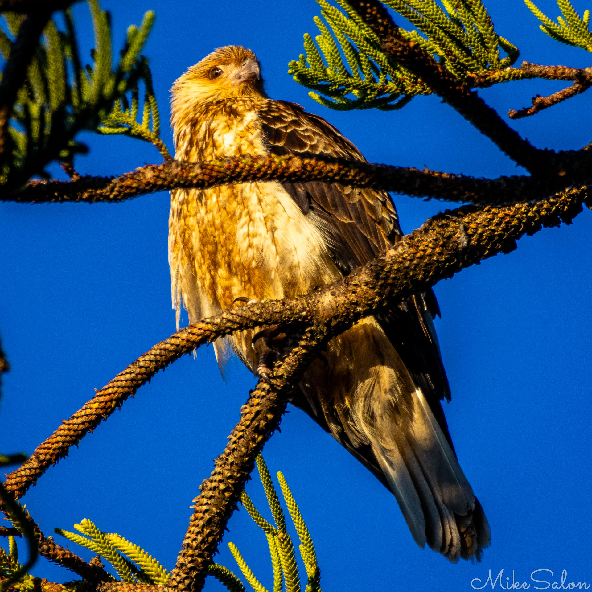 Whistling Kite at dawn perched in pine tree. [1485]