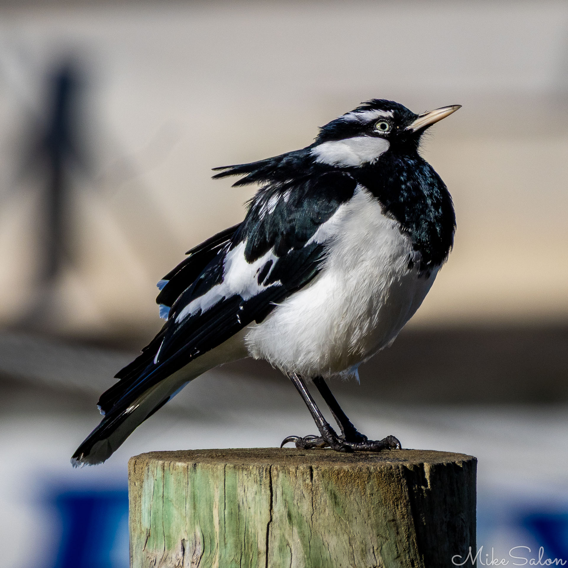 Mudlark fluffed up against cold, on a post. [1489]