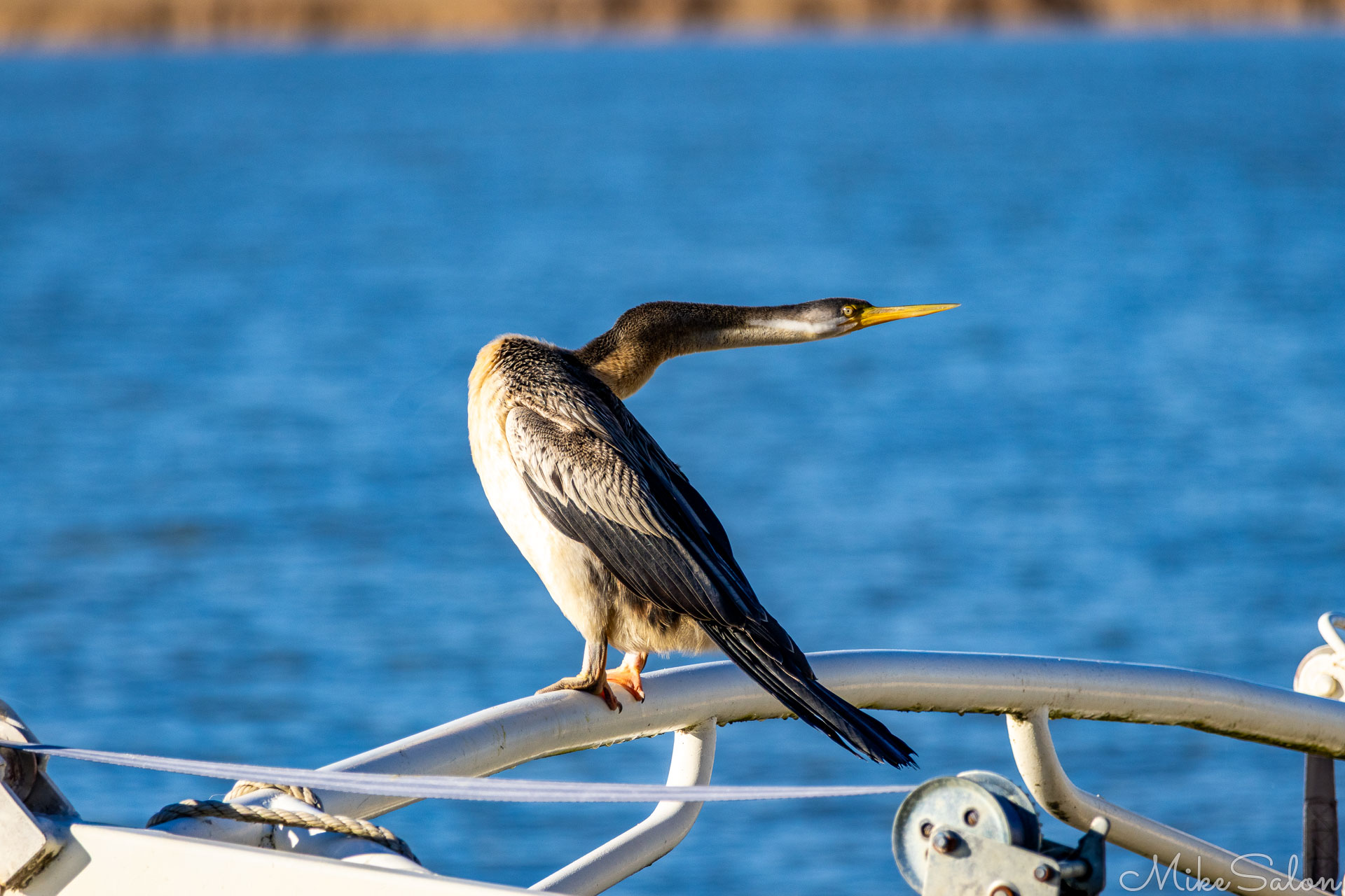 Australian Darter looing backwards. [1493]