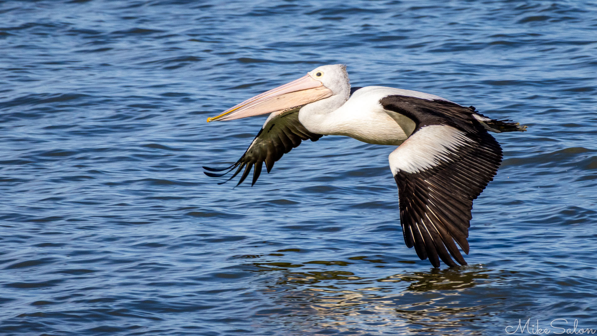 Australian Pelican skimming the water. [1524]