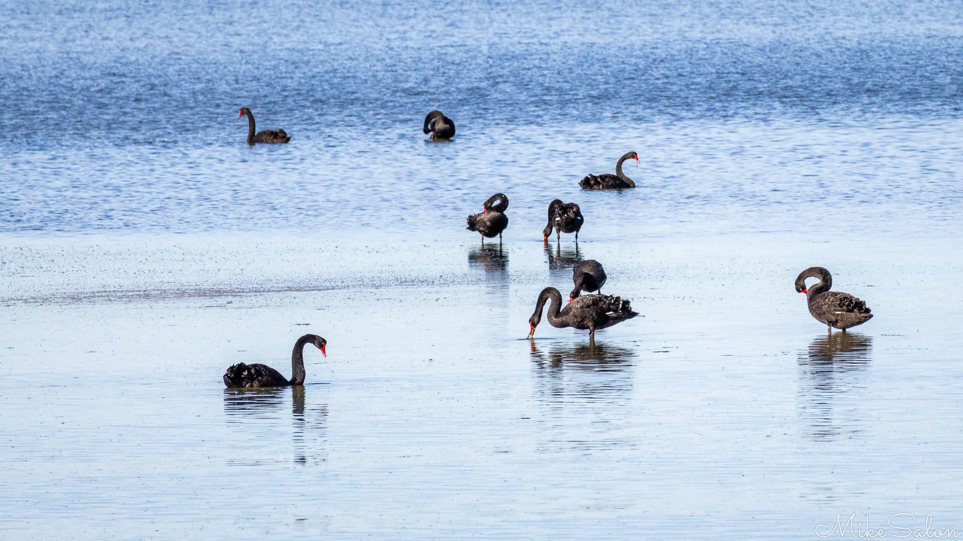 Flock of black swans preening in shallow waters. [1608]