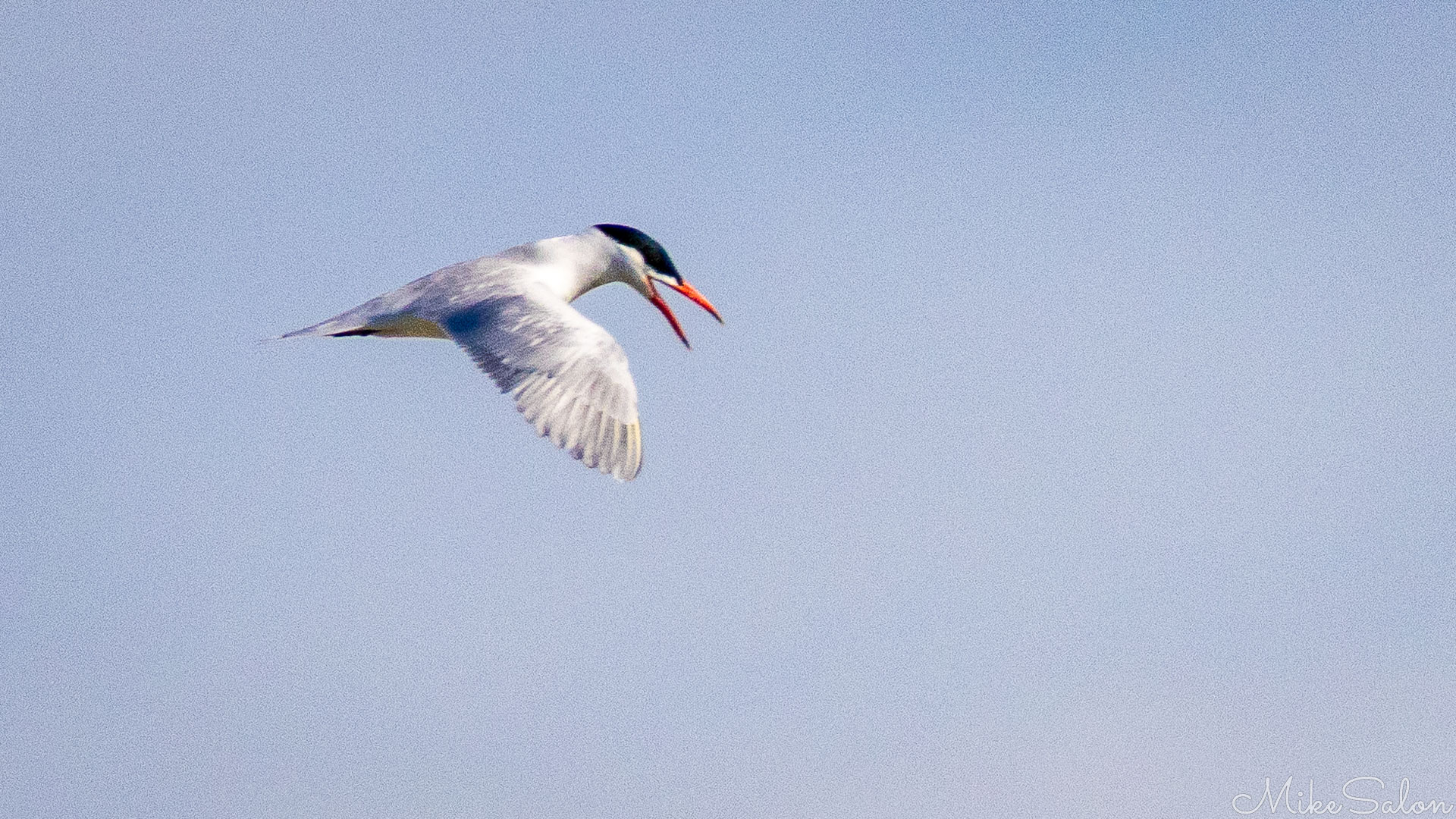 Caspian Tern in flight, beak open, looking angry. [1667]