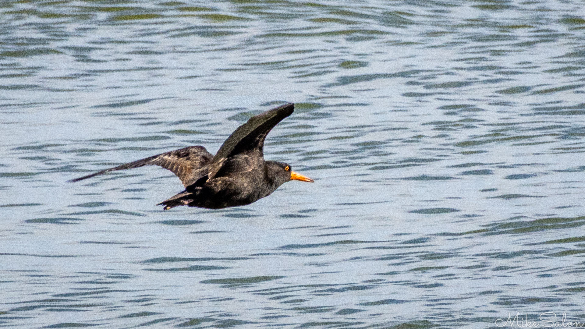 Sooty Oystercatcher in flight, low over the water. [1675]