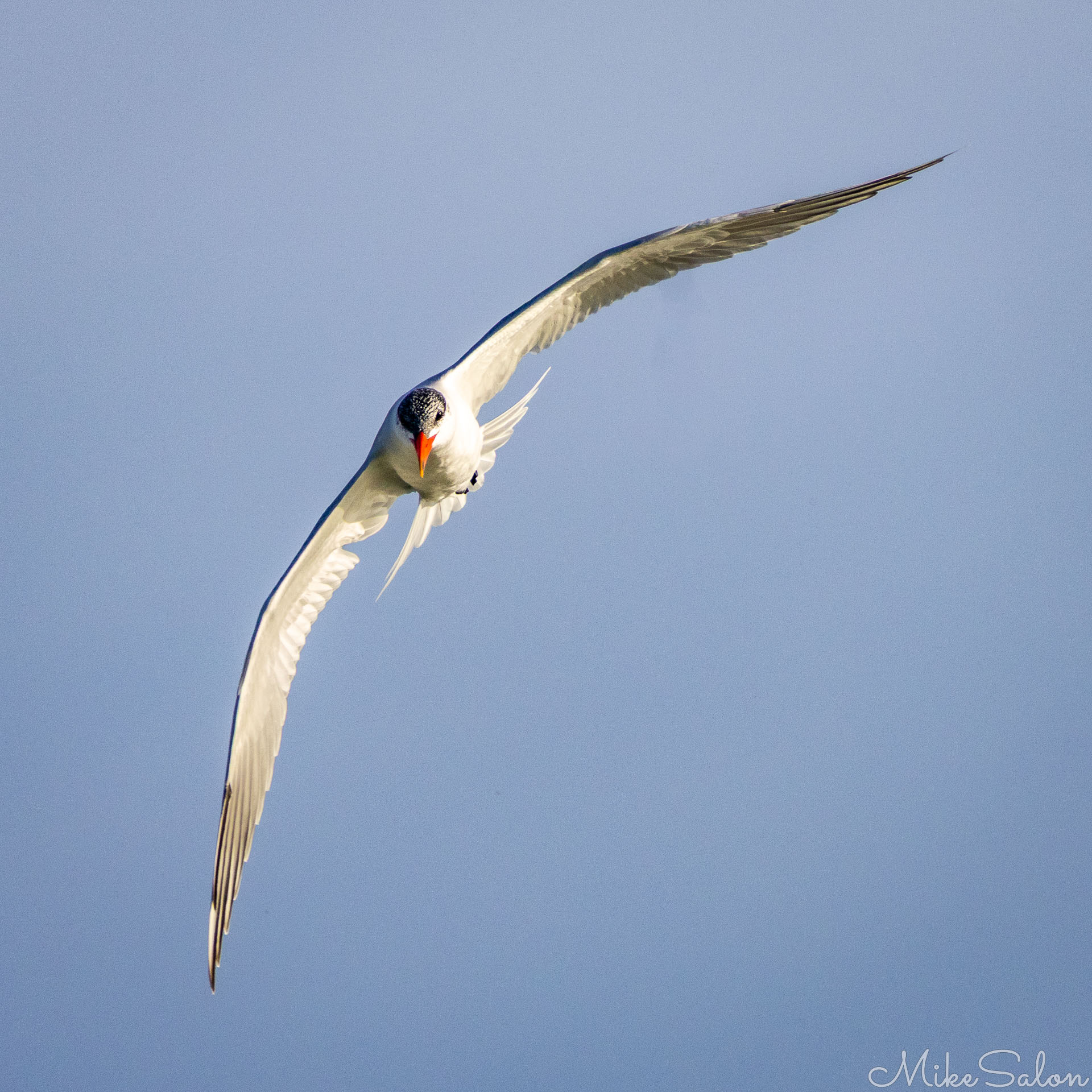 Caspian Tern in flight, heading straight for the photographer. [1888]