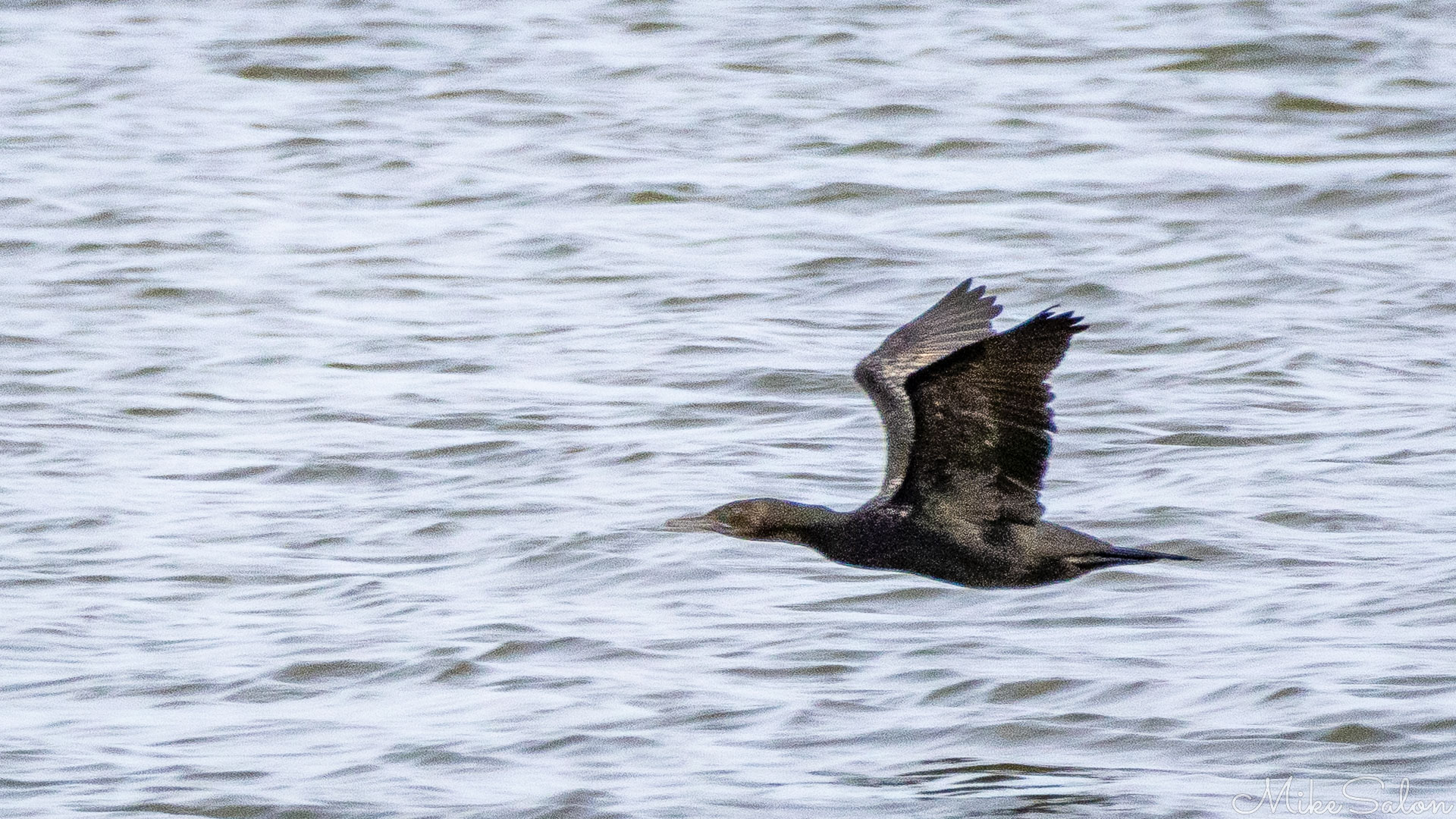 Little Black Cormorant flying low over the water. [2067]