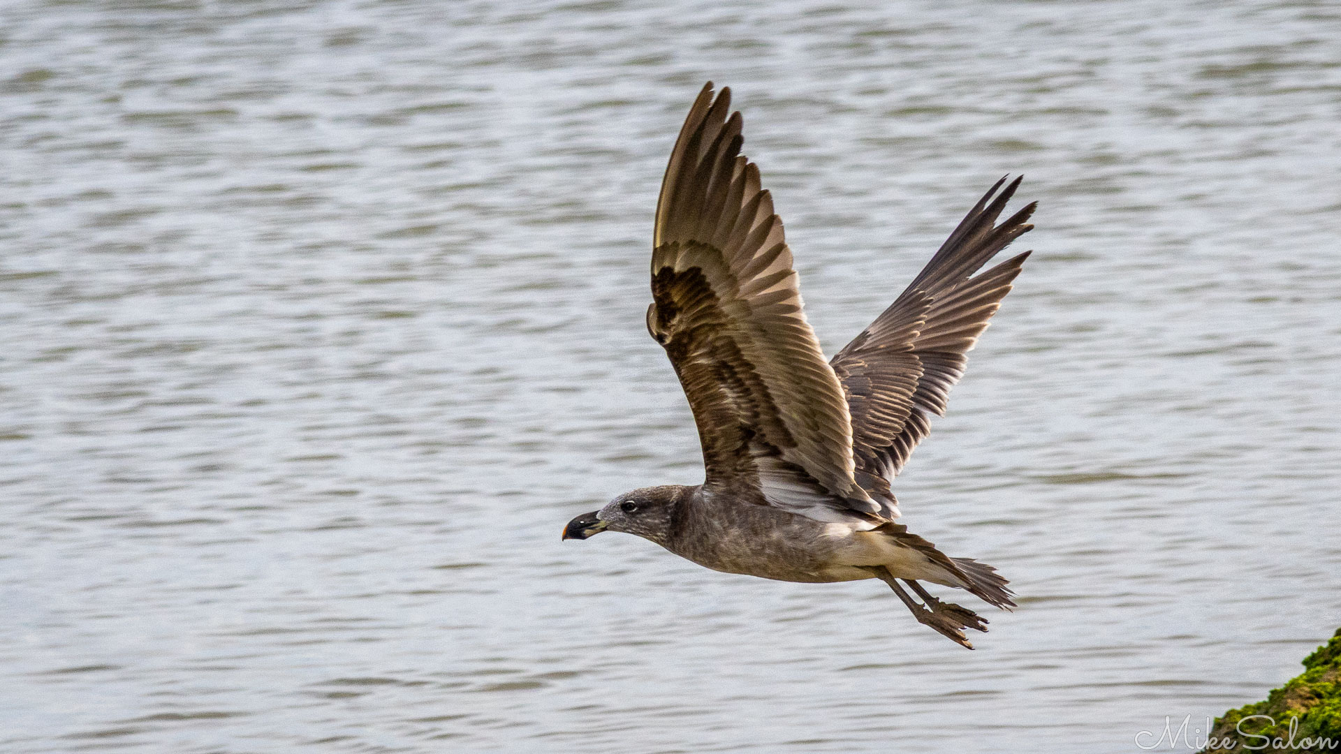 Juvenile Pacific Gull in flight, too young to be white. [2121]