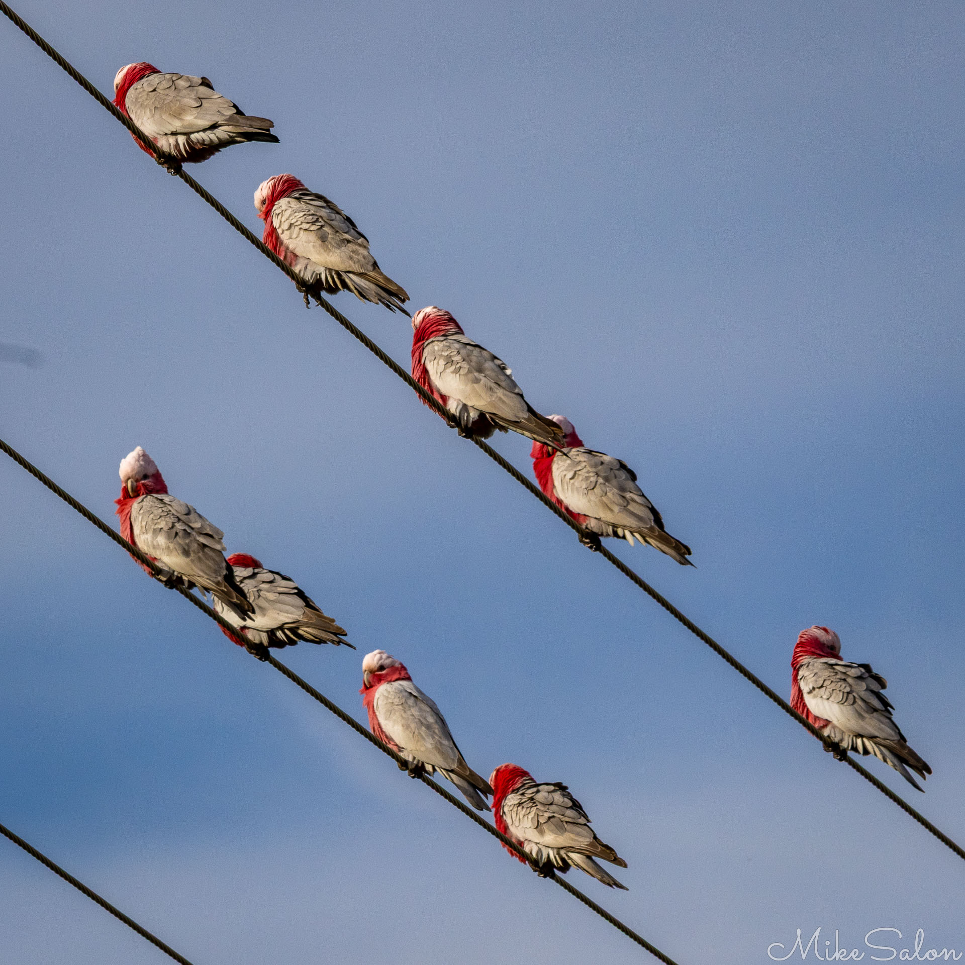 Galahs line up uniformly on power lines. [2134]