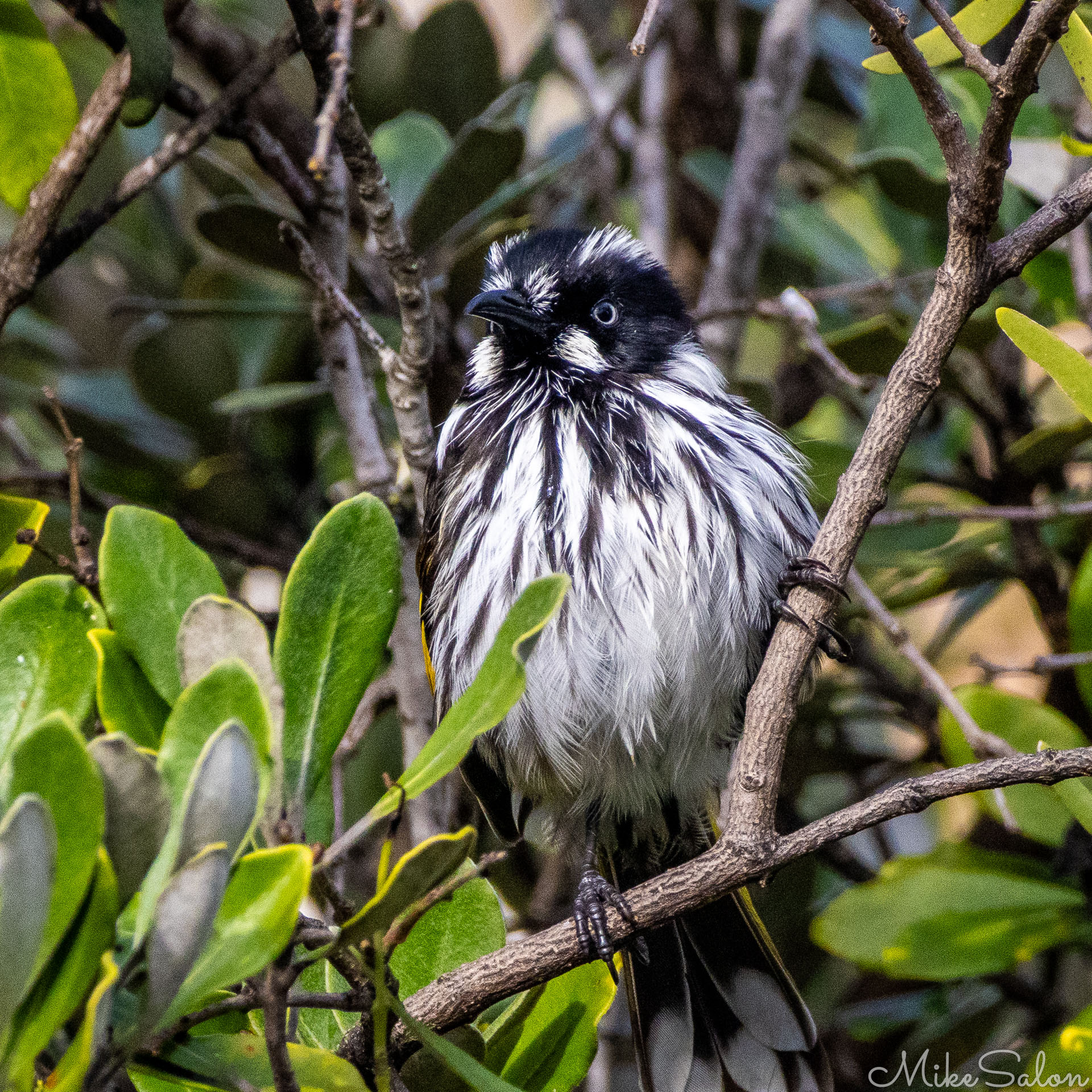 New Holland Honeyeater in a tree. [2146]