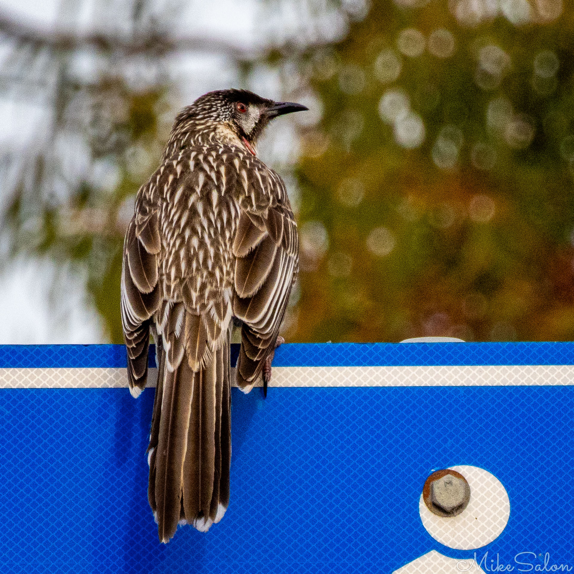 Back of a Red Wattlebird perched on a road sign. [2151]