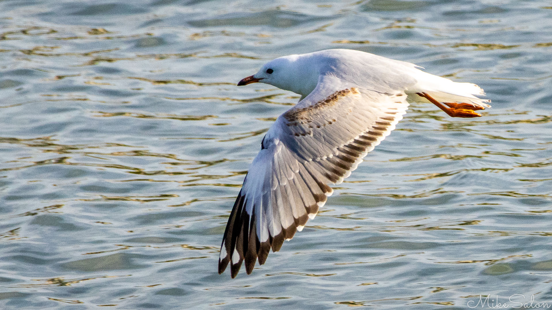 Seagull in flight with wings extended and well defined plumage. [1817]