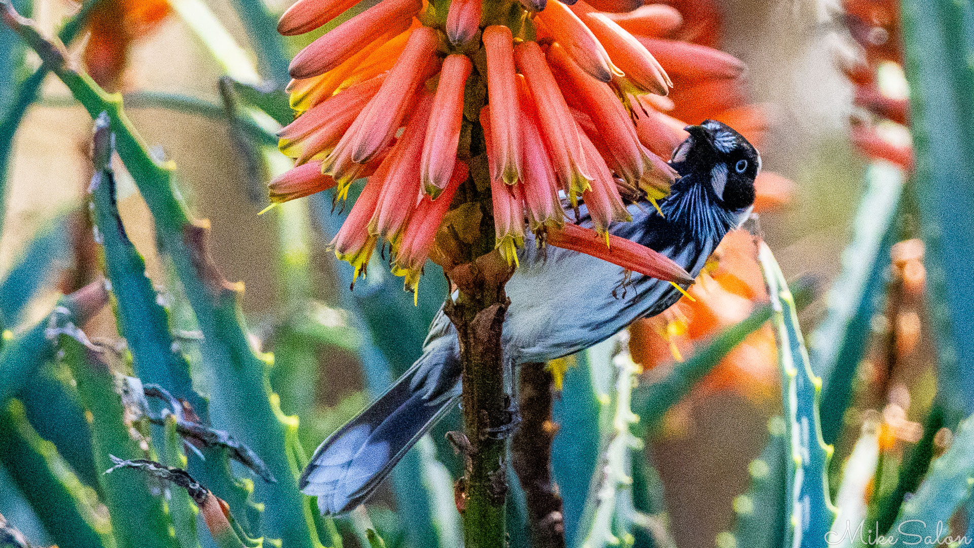 A New Holland Honeyeater enjoyed the nectar from a Red Hot Poker. [1382]