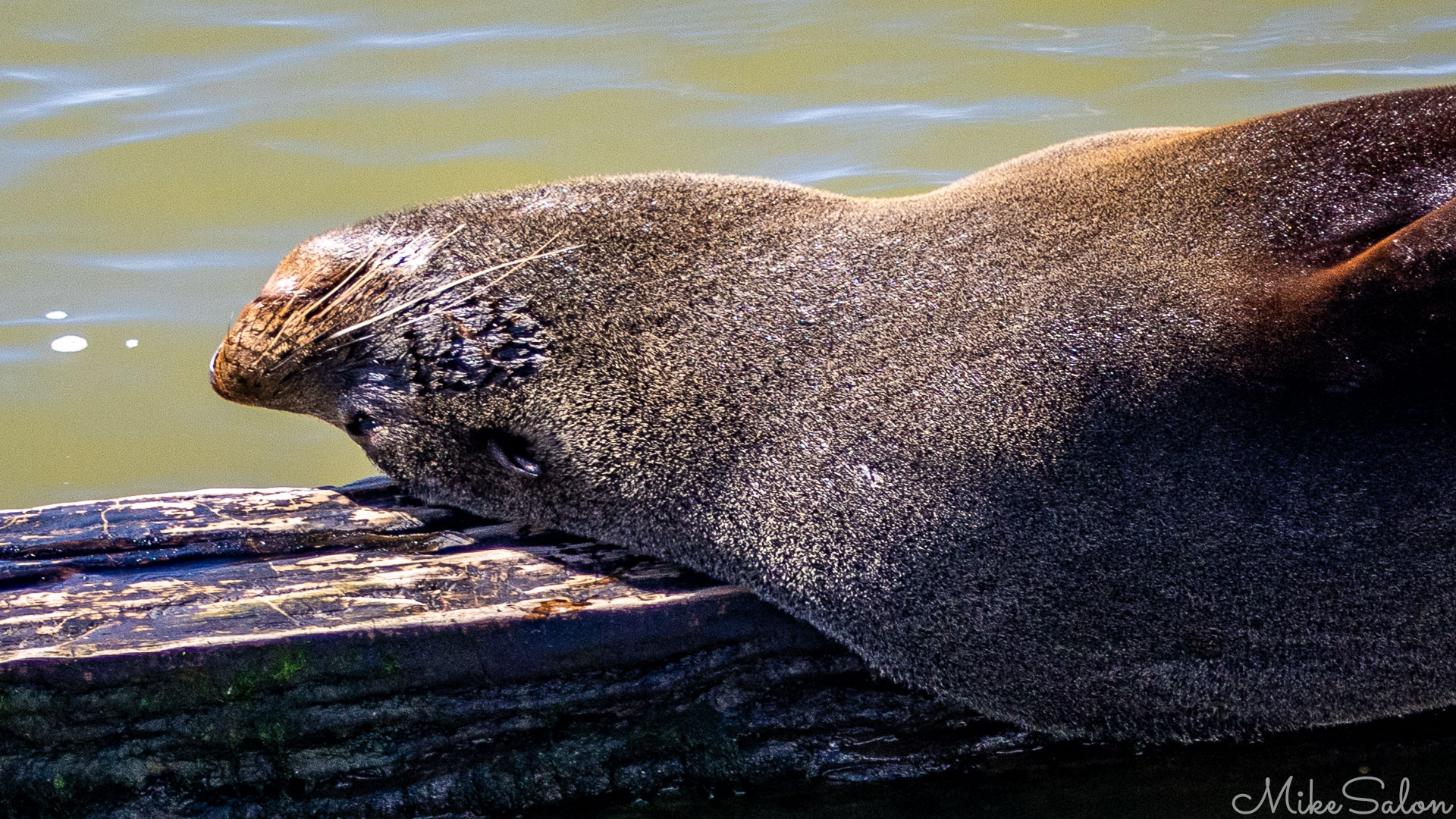 NZ Fur Seal, lazing upside down on lock structure. [1574]