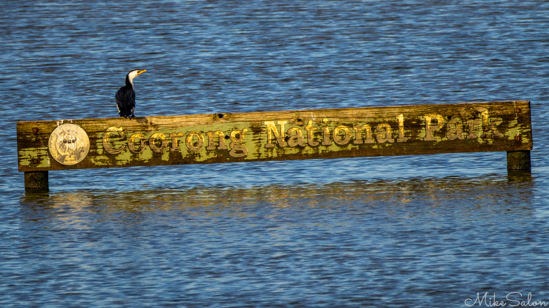 Waterbird sitting on Coorong National Park sign. [1951]