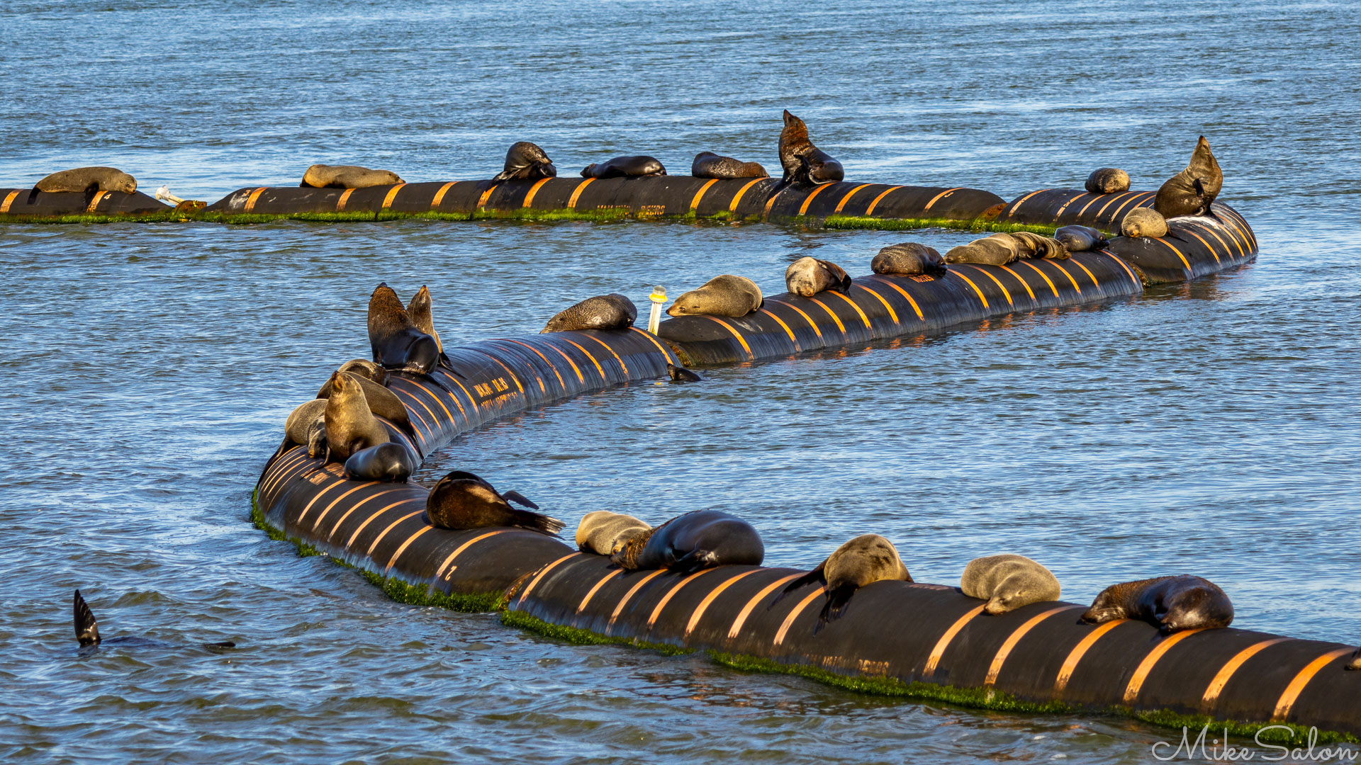 NZ Fur Seals lazing on the Murray Mouth dredge pipeline. [1931]