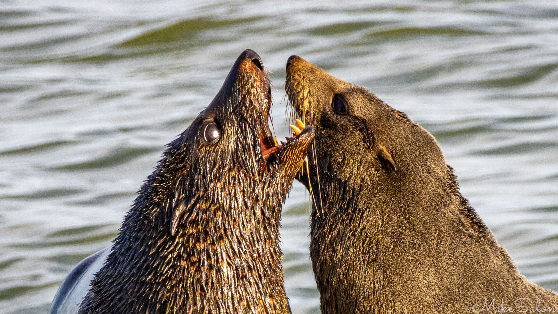 NZ Fur Seals jostling for dominance, baring their teeth. [1923]