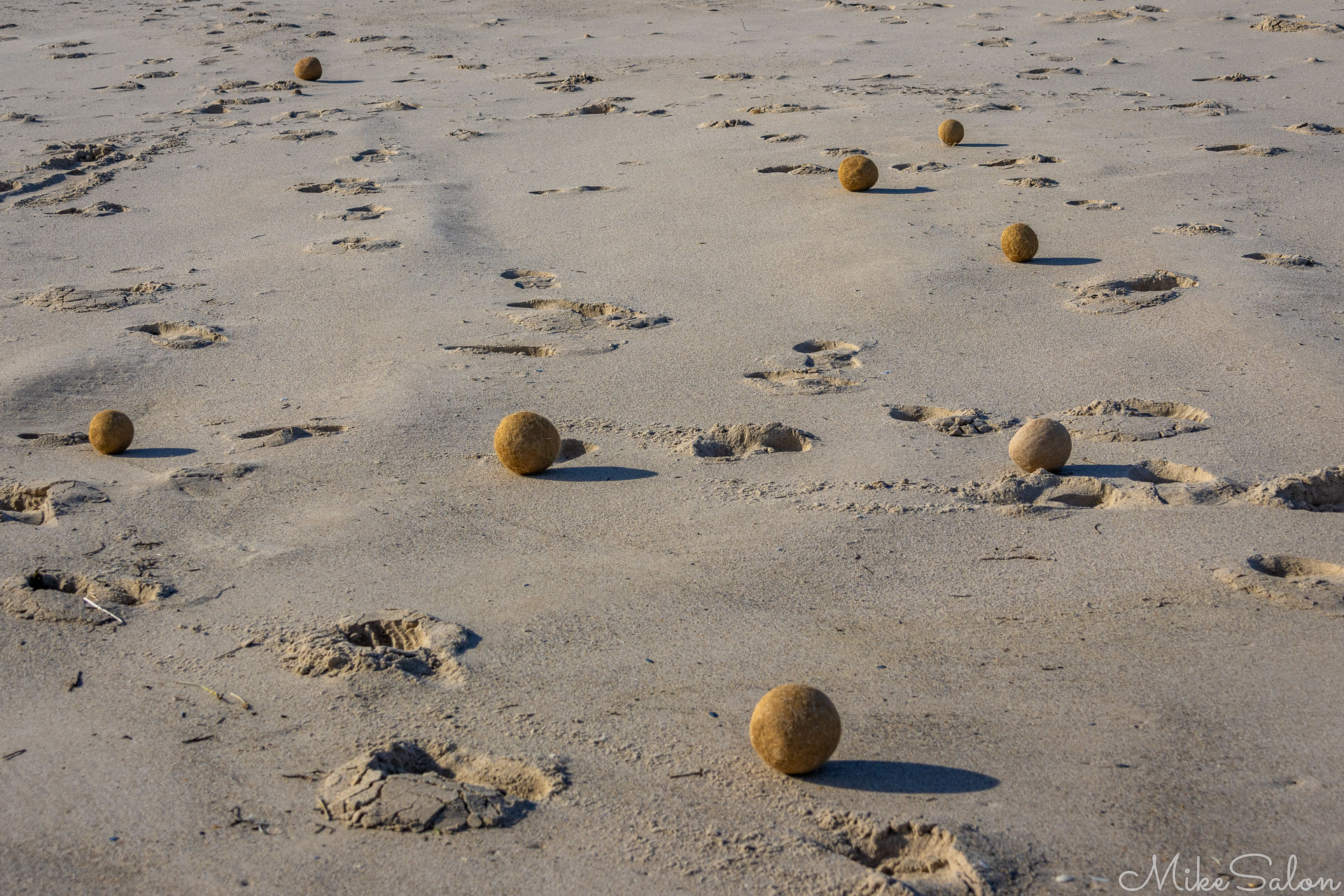 Neptune Balls washed up on Coorong Beach. [1772]