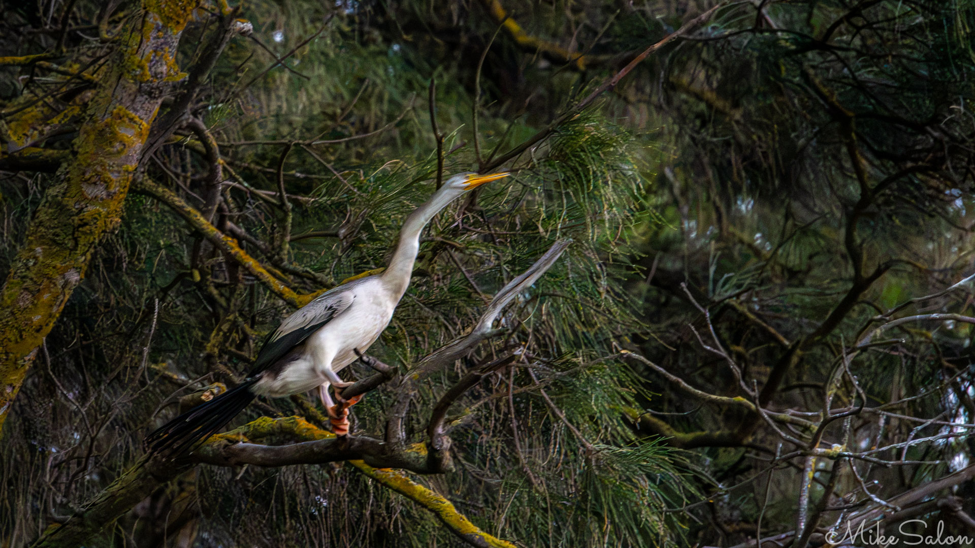 Taken in near dark, an Australian Darter not quite ready for rossting. [1468]