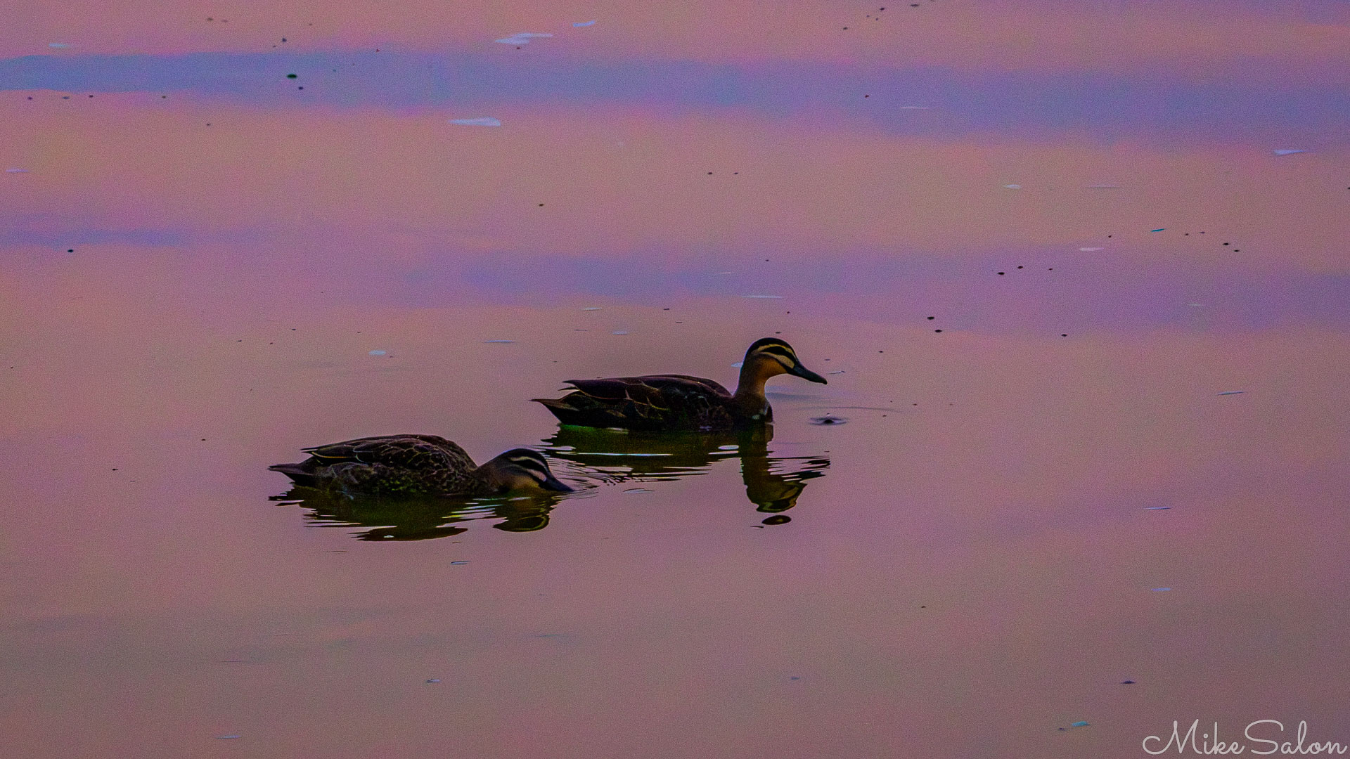 Two Pacific Black Ducks in quiet waters at sunset. [1466]