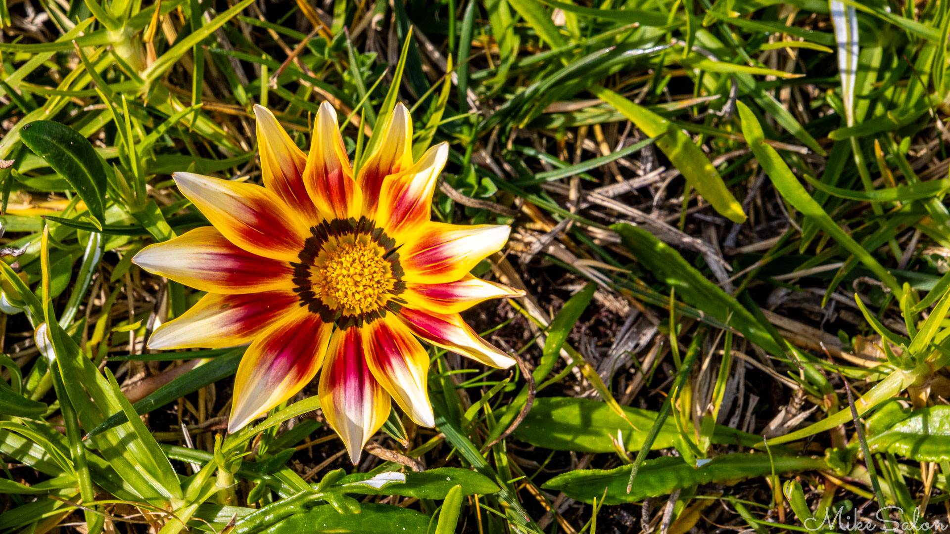 A spectacularly perfect Gazania or Treasure Flower. [2056]