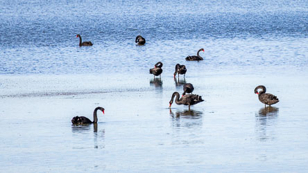 Black Swans gather peacefully on the Coorong’s calm waters, feeding and preening together. Sociable and graceful, they form flocks that drift across the lagoons, their red bills and dark plumage mirrored in the shallows. [1608]
