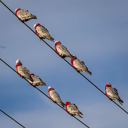 This flock of Galahs rests on power lines, their pink and grey plumage fluffed up for insulation and comfort. These sociable cockatoos are a familiar sight across Australia, filling the air with chatter and colour wherever they gather. [2134]