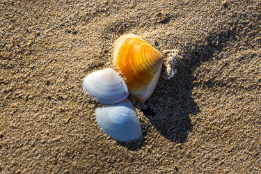 Washed ashore, painted by tide and light, these three shells demonstrate a beautiful colour harmony. [1773]