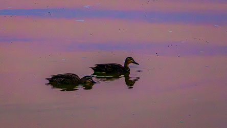 Idling in dead-still waters, two Pacific Black Ducks oblivious to the delightful mauves of sunset. [1466]