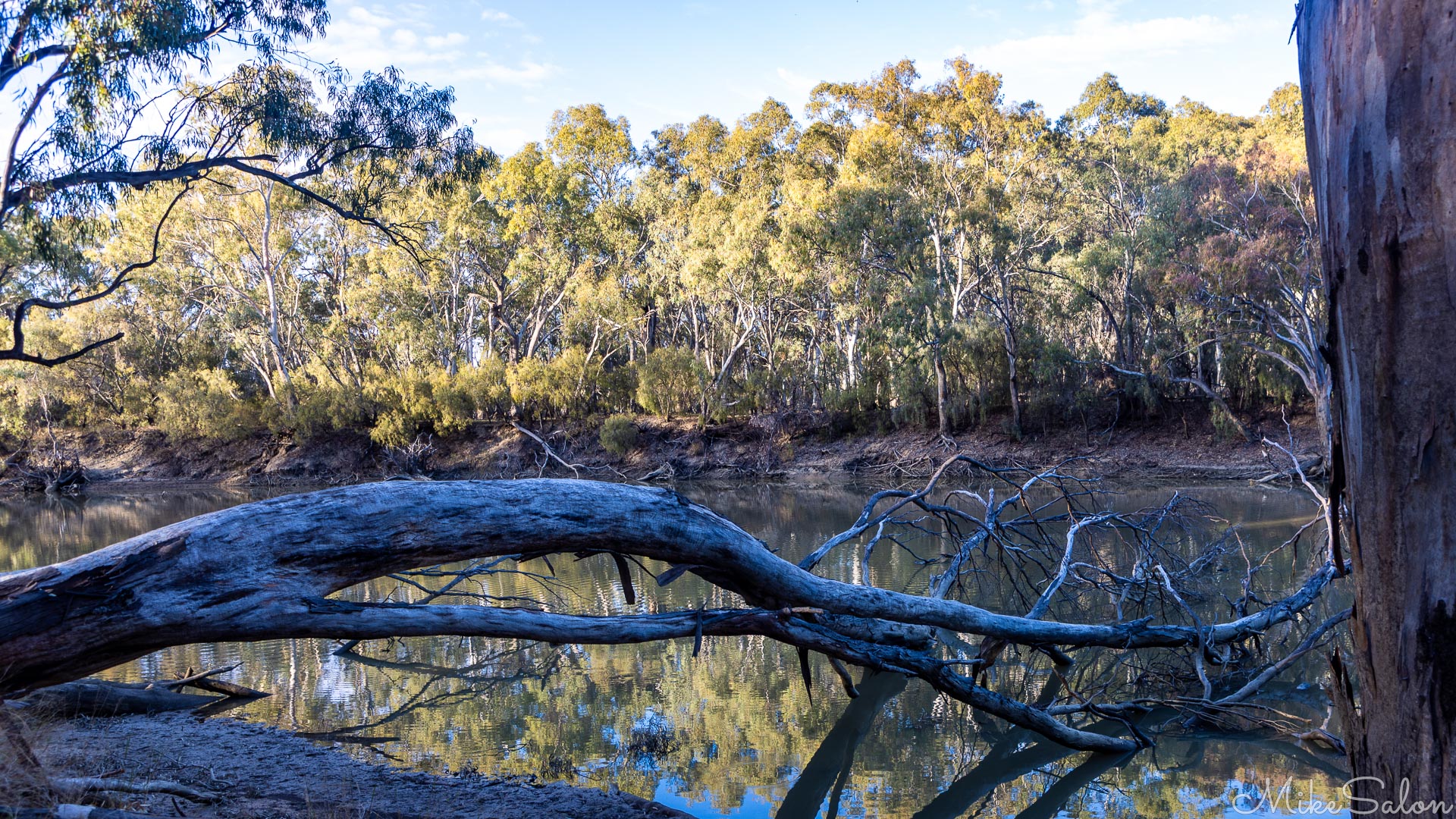 A river gum tree fallen into a river. [5077]