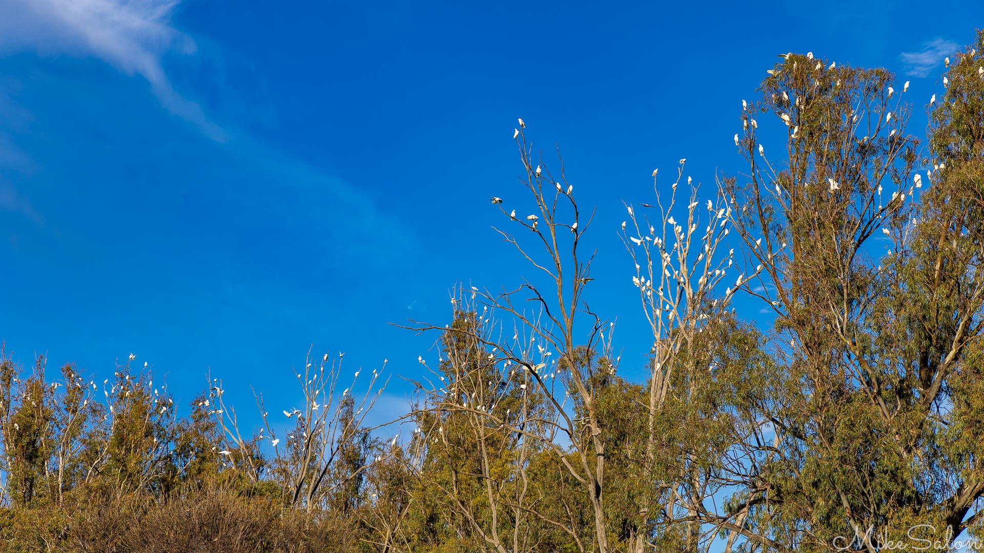 Flock of corellas settling in trees, against brilliant blue sky. [1958]