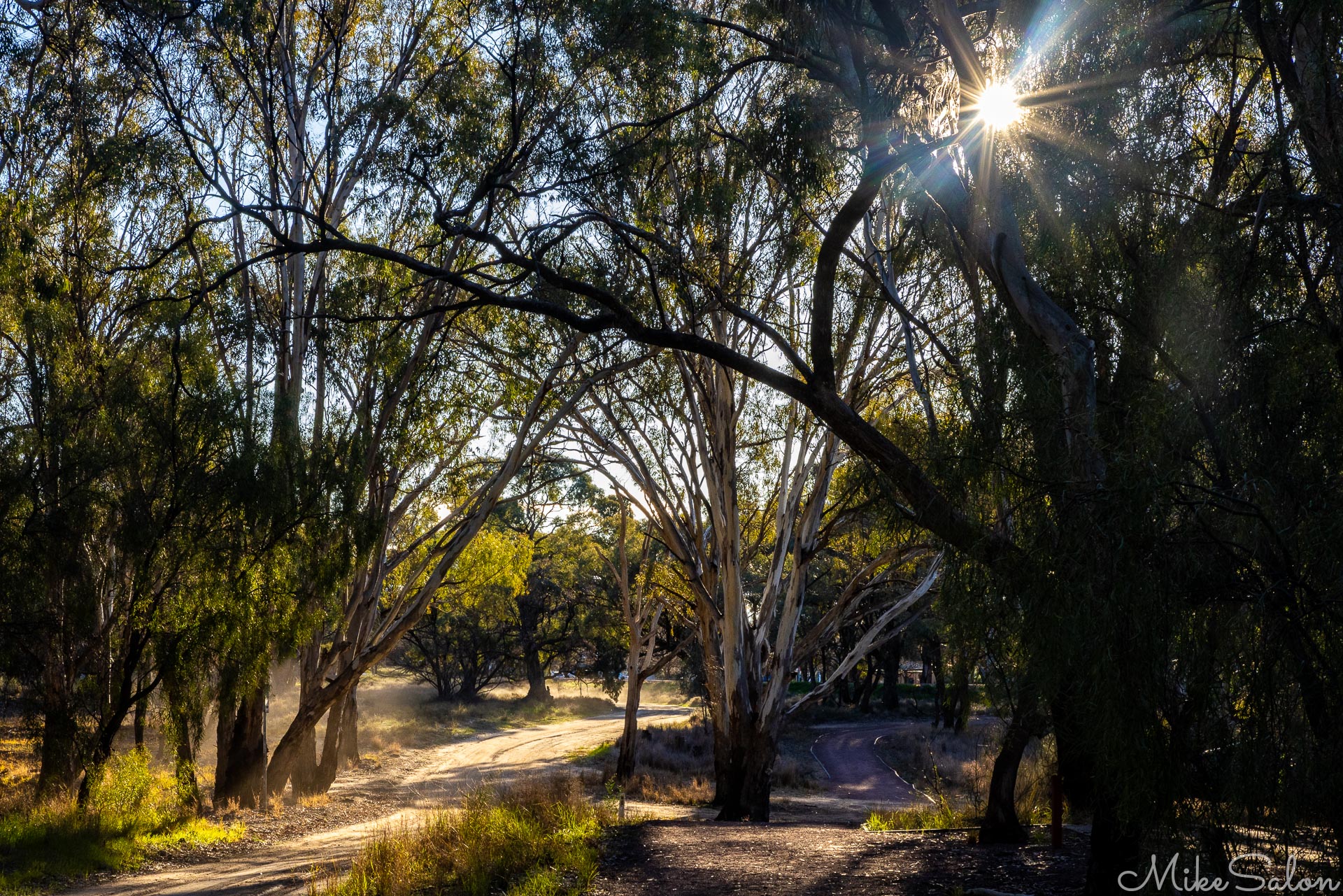 Dirt tracks merging in a shady treed area. [5034]