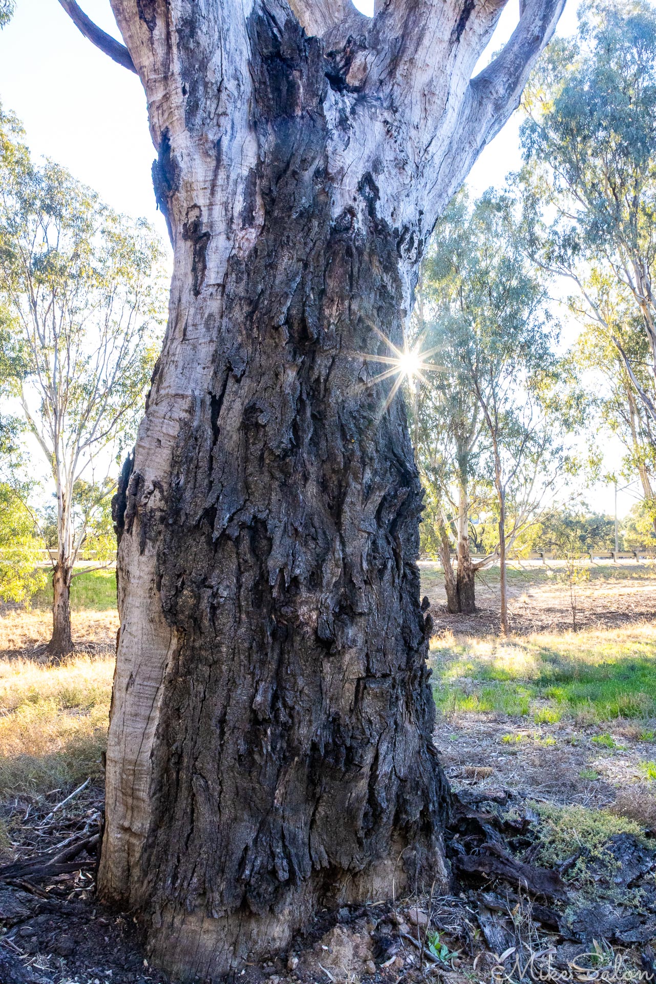 Fire damaged eucalypt. [5001]
