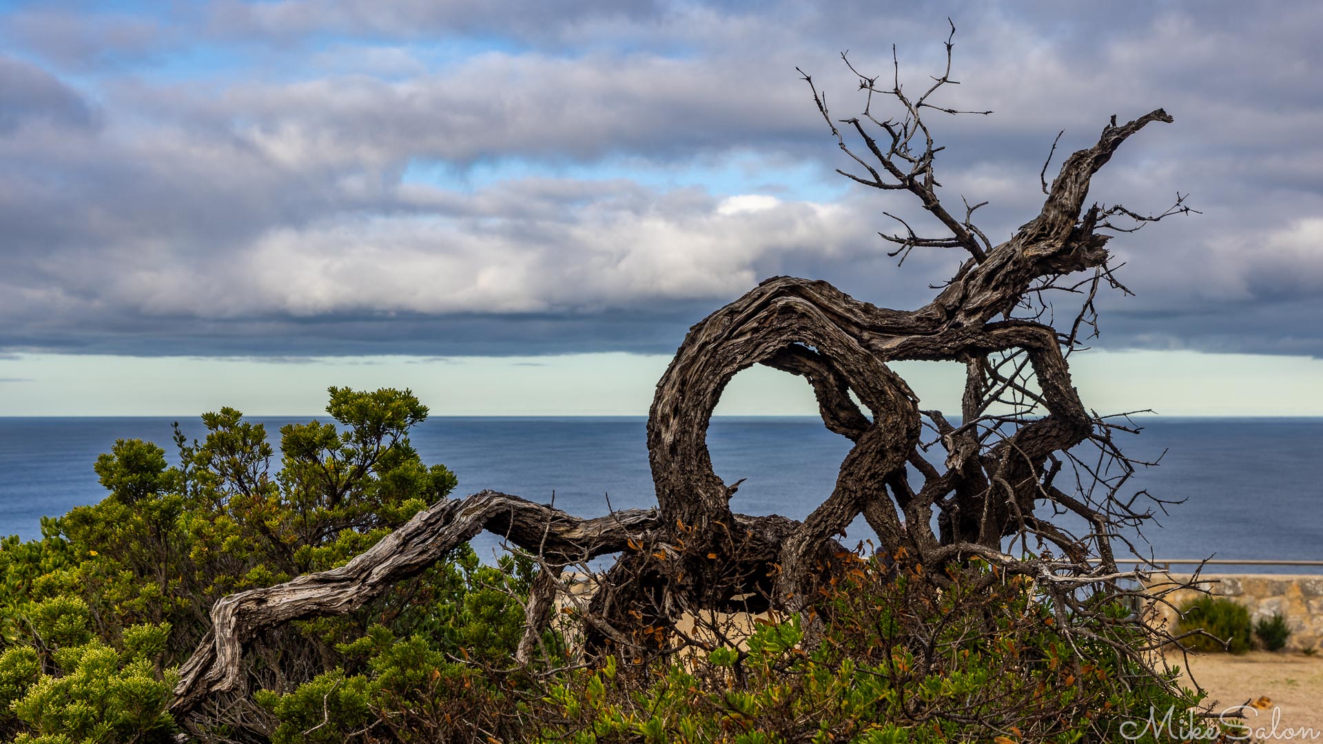 Gnarled and burned tree seen against ocean and clody sky. [3733]