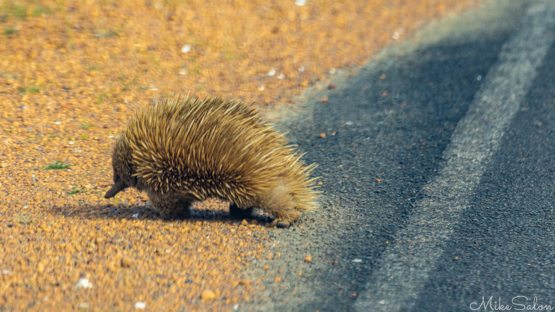 Echidna crossing a road. [3718]