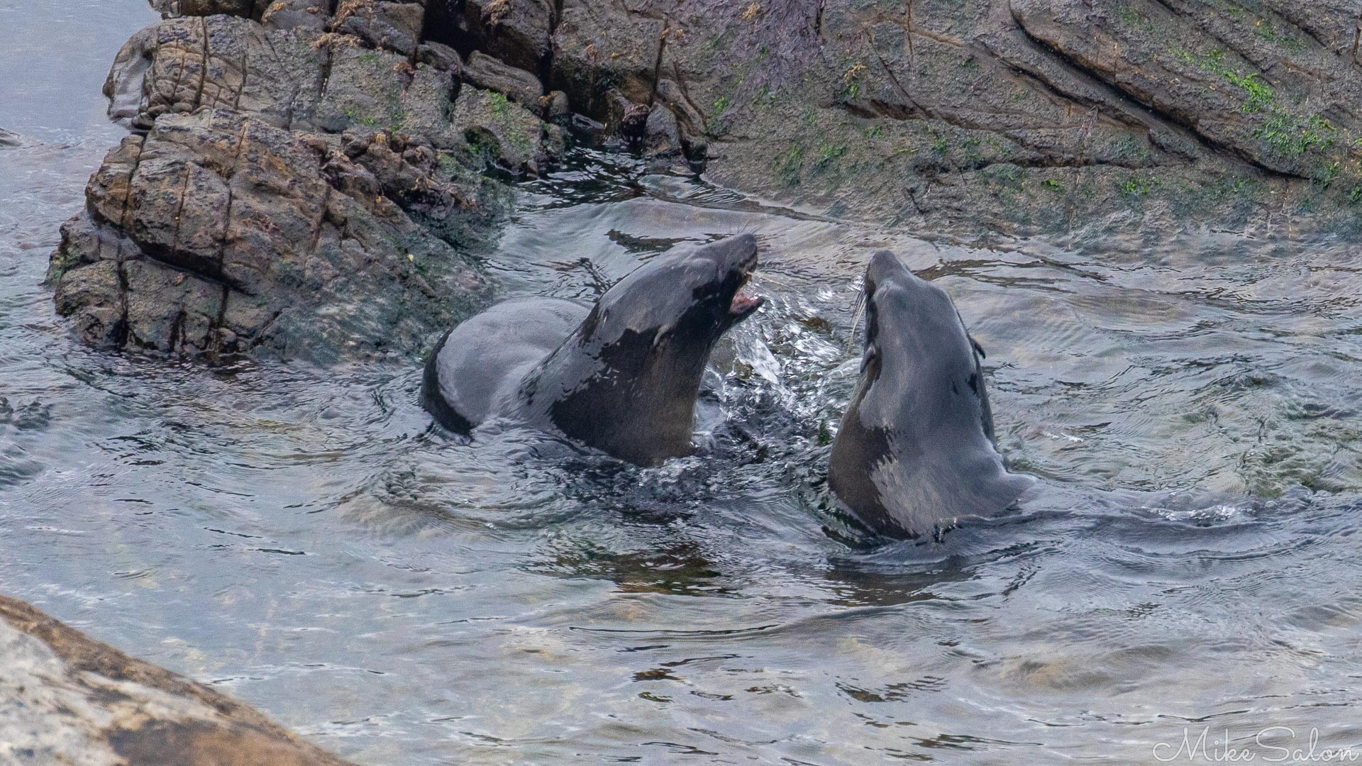 Seal pups playing together in a wave washed rock pool. [3751]